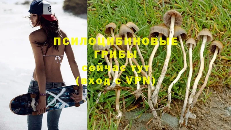 нарко площадка телеграм  Трубчевск  Галлюциногенные грибы Psilocybe 